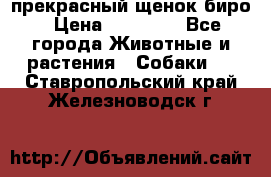 прекрасный щенок биро › Цена ­ 20 000 - Все города Животные и растения » Собаки   . Ставропольский край,Железноводск г.